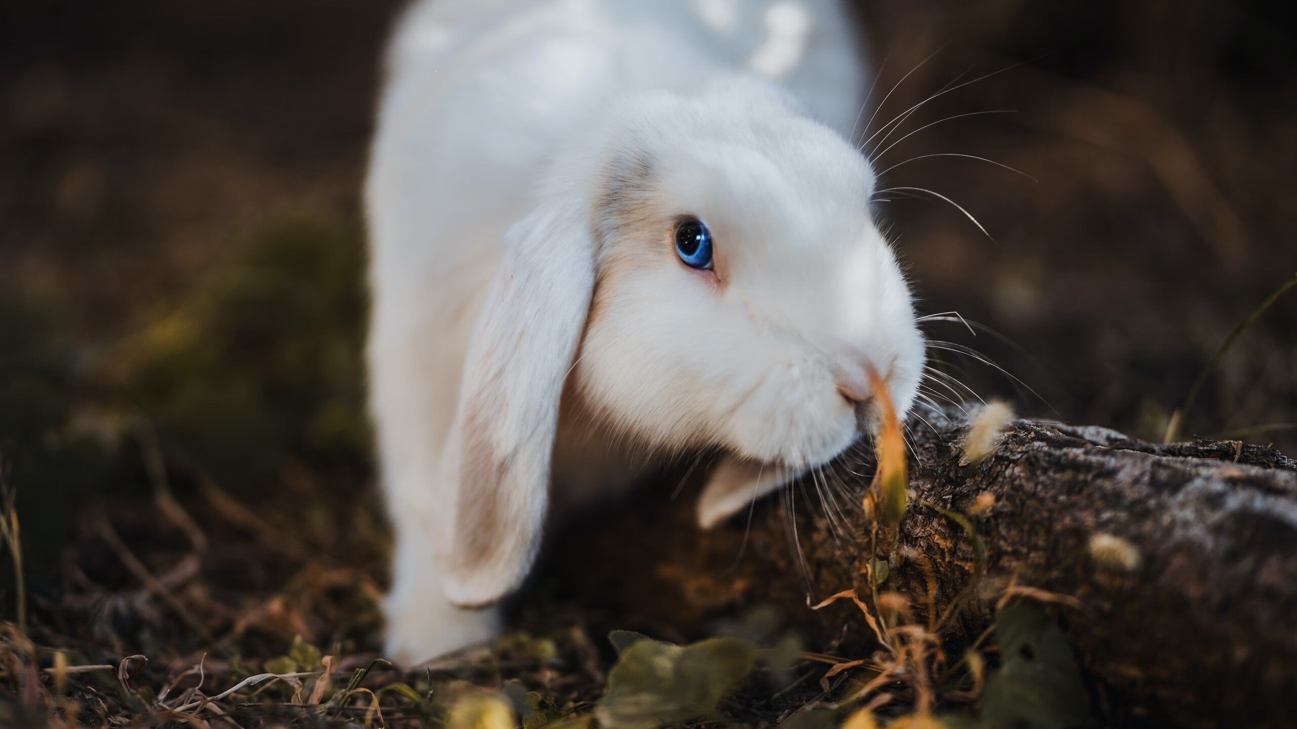 中超联赛中国女足爆冷 球迷呼吁青训改革，中国女足反超